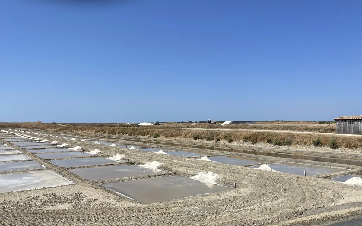The salt marshes of Loix