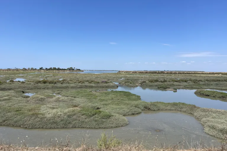 The salt marshes of Ars-en-Ré