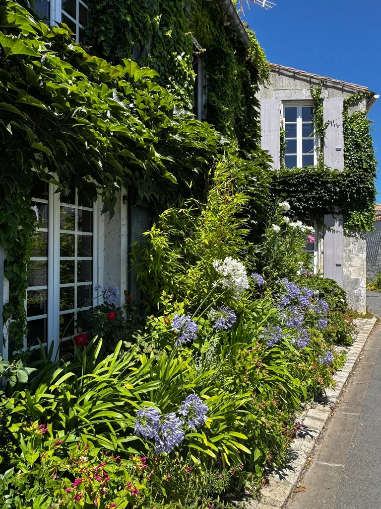 House with agapanthus in bloom, La Couarde-sur-Mer